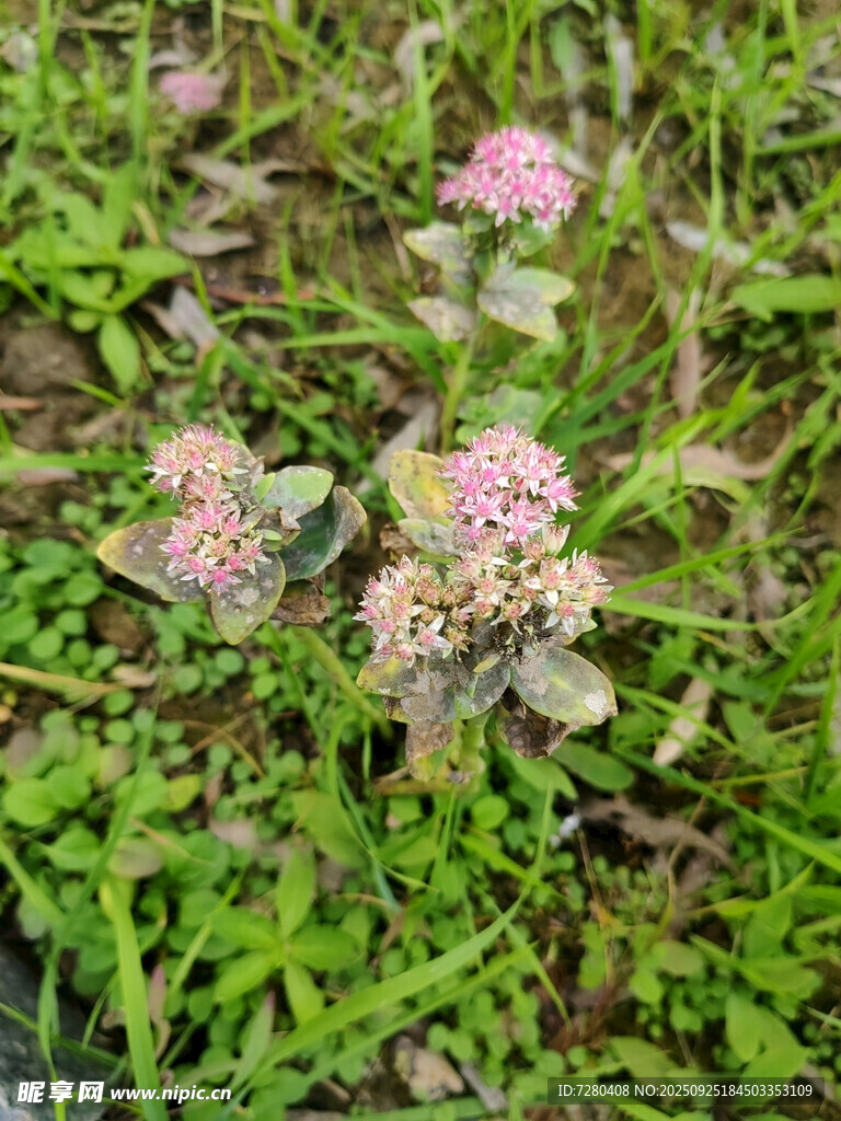 草丛中的粉色小花