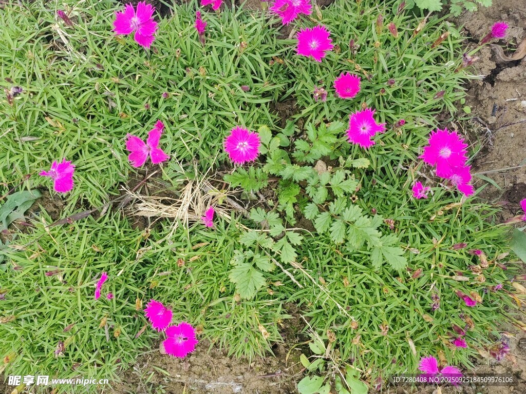 草地上绽放的艳丽粉花