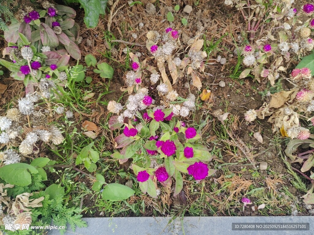 花坛中的多彩花卉绽放