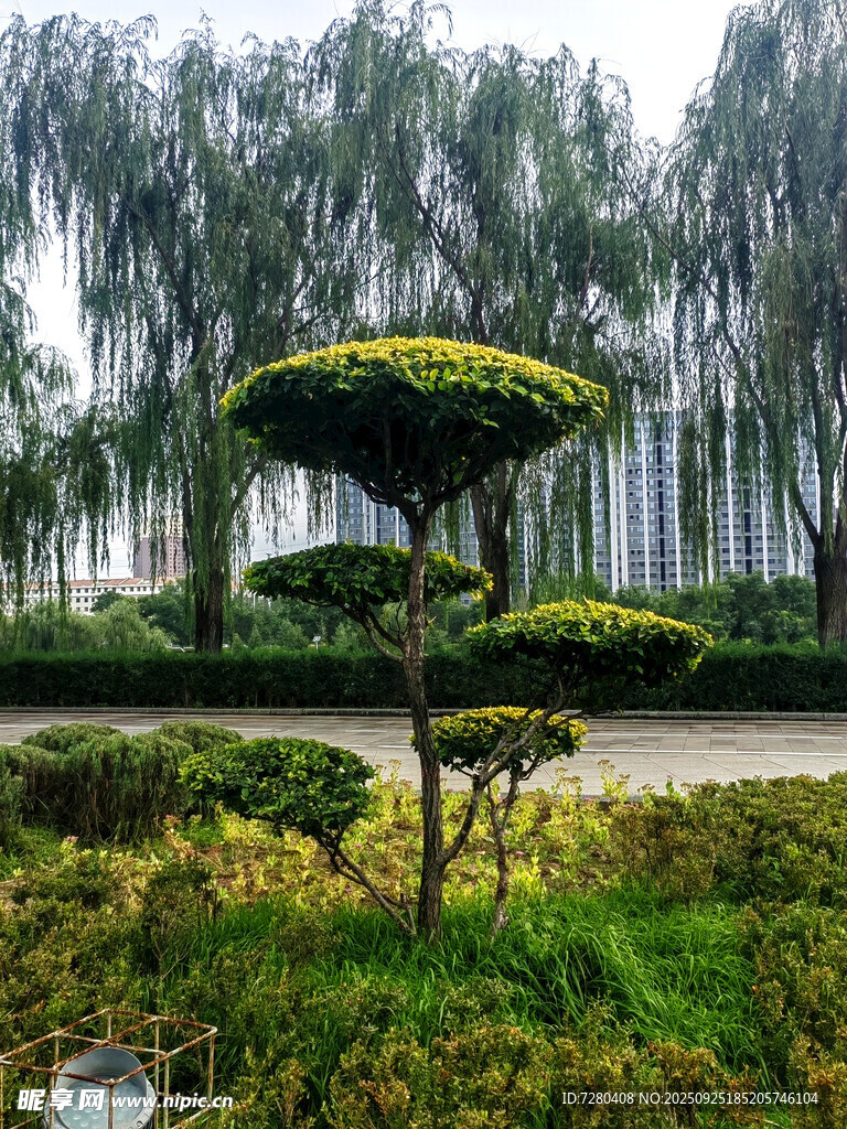 园林景观中的造型绿植