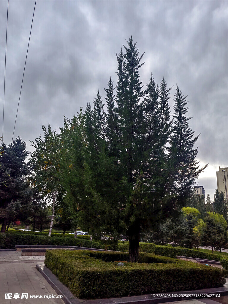 城市中整齐的绿植景观