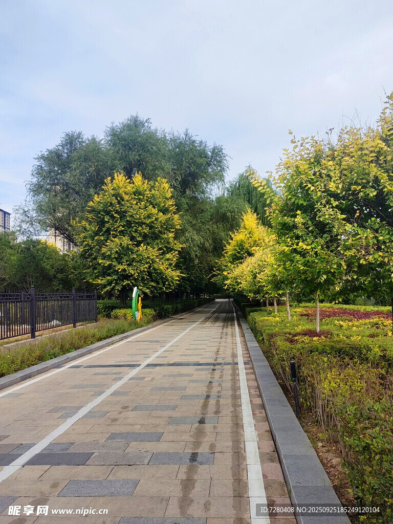 林荫步道静谧自然景致