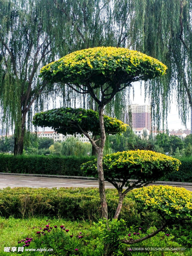 造型别致的园林景观树