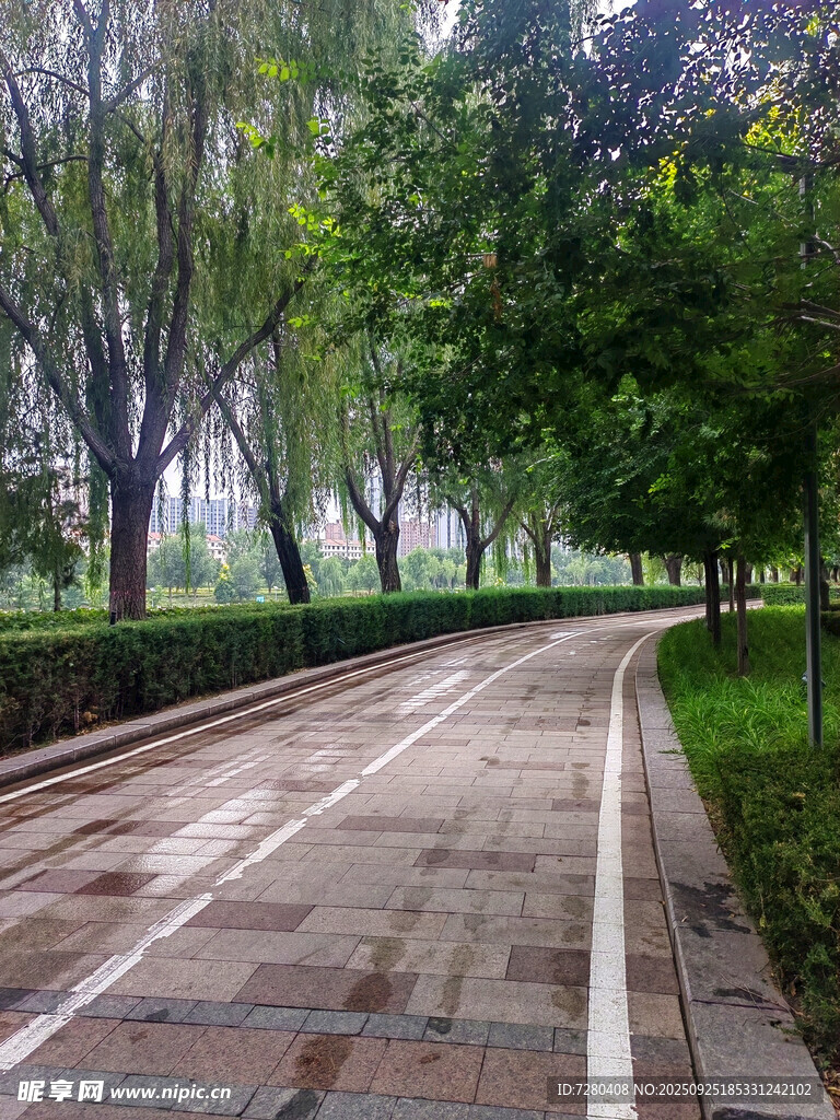 雨后公园的湿润林荫小道