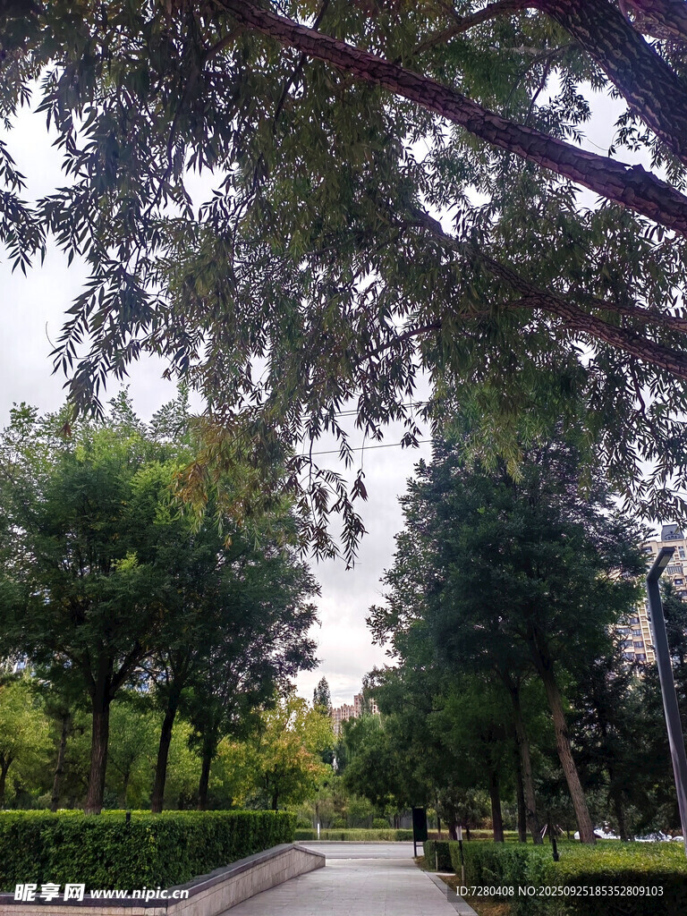 林荫小道绿意盎然的景致