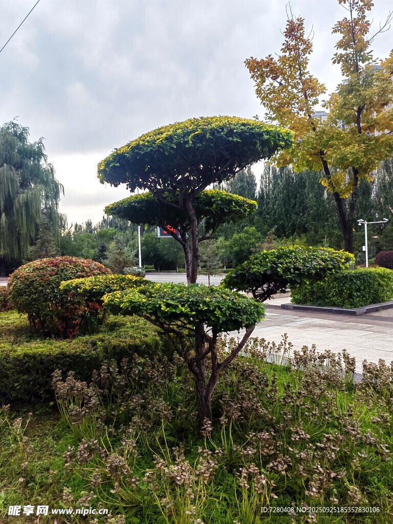 路边造型别致的景观绿植