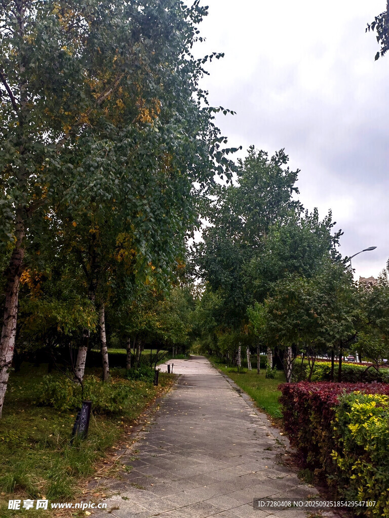 林间小径自然清新景致