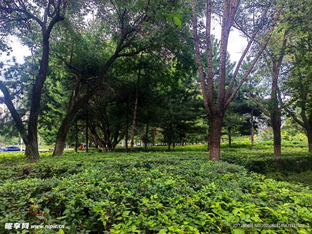 绿意盎然的林间植被景观