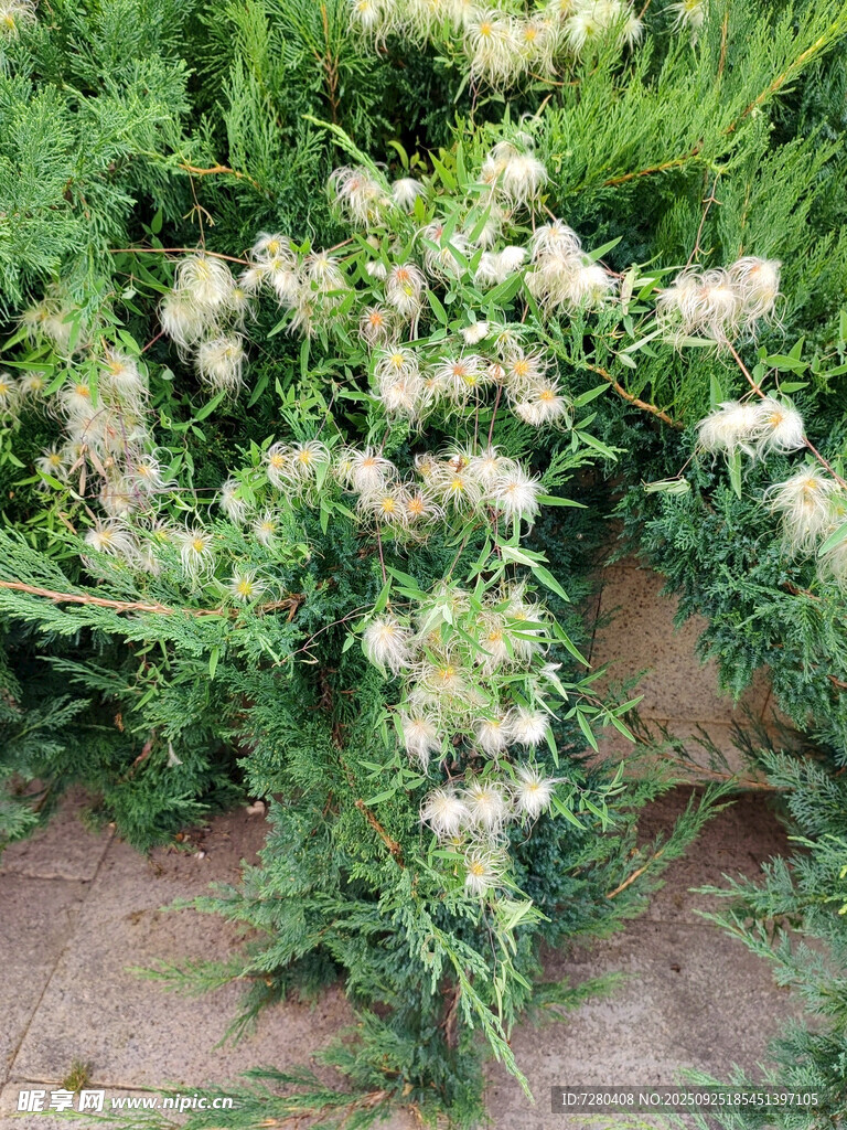 白色小花绽放于绿植间