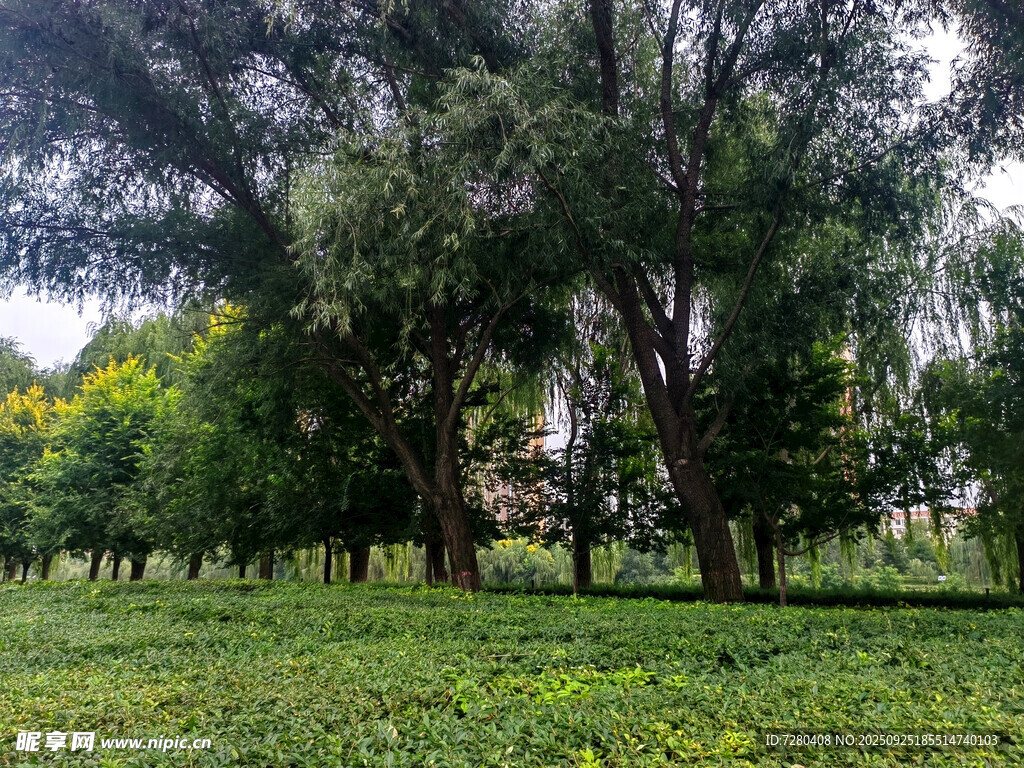绿意盎然的林间草地