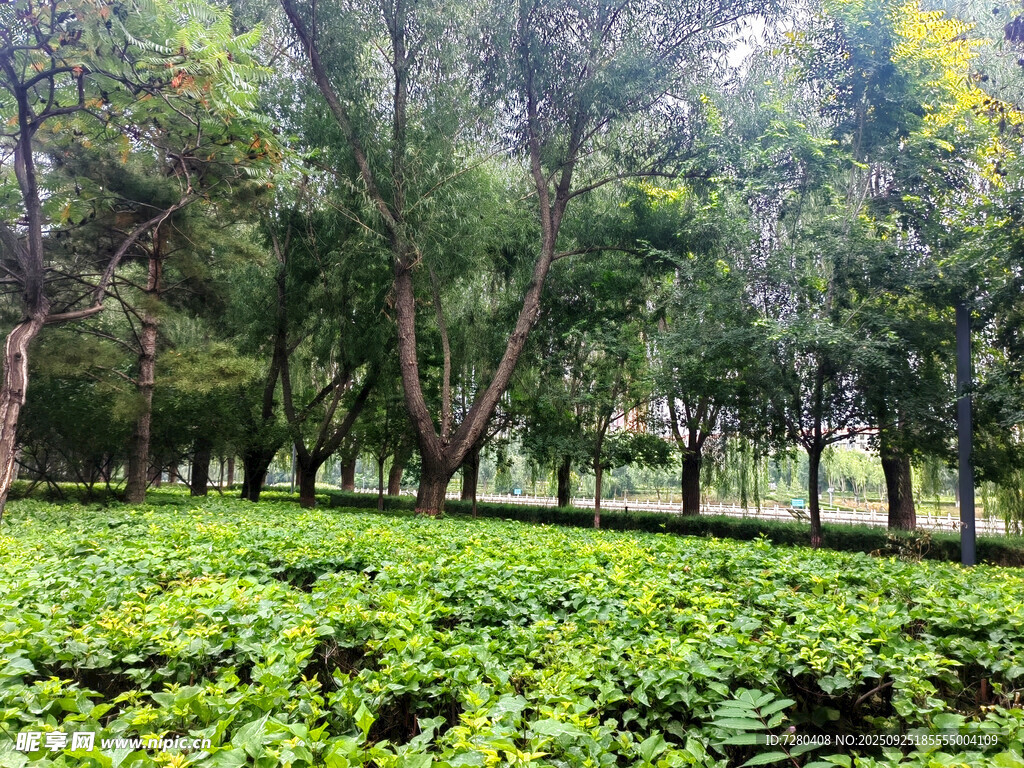 林间绿意盎然的繁茂植物