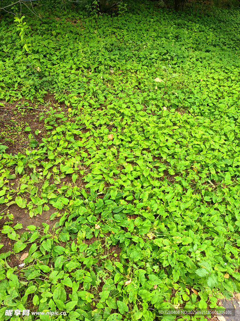 翠绿繁茂的地面植物景观