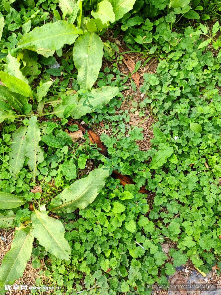 翠绿繁茂的多样植物景观