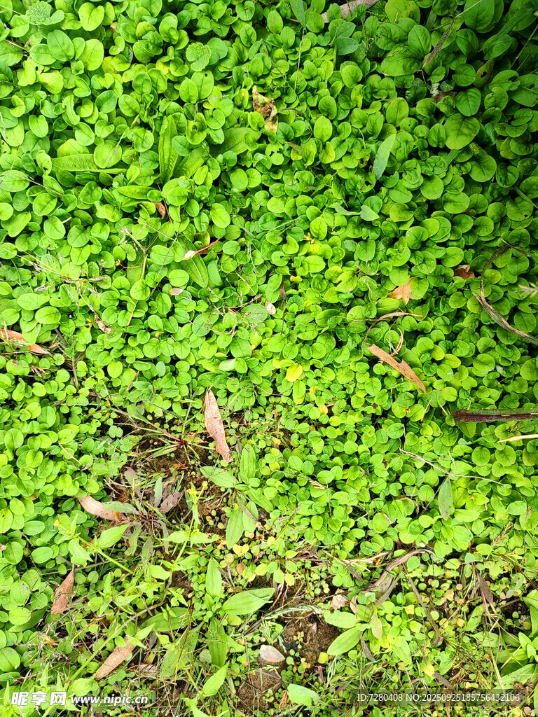 翠绿繁茂的地面绿植景观