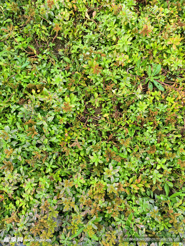 翠绿繁茂的植物景观