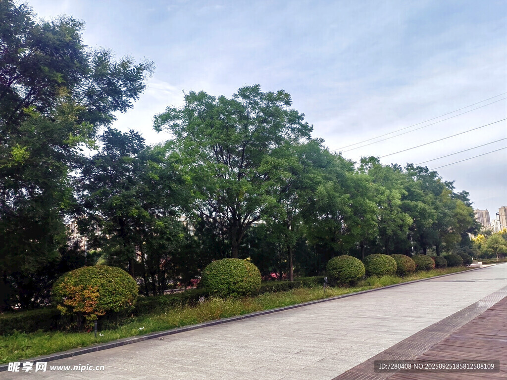 城市林荫步道景观