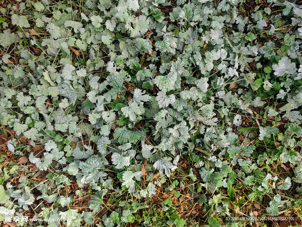 斑驳苔藓覆盖的地面纹理