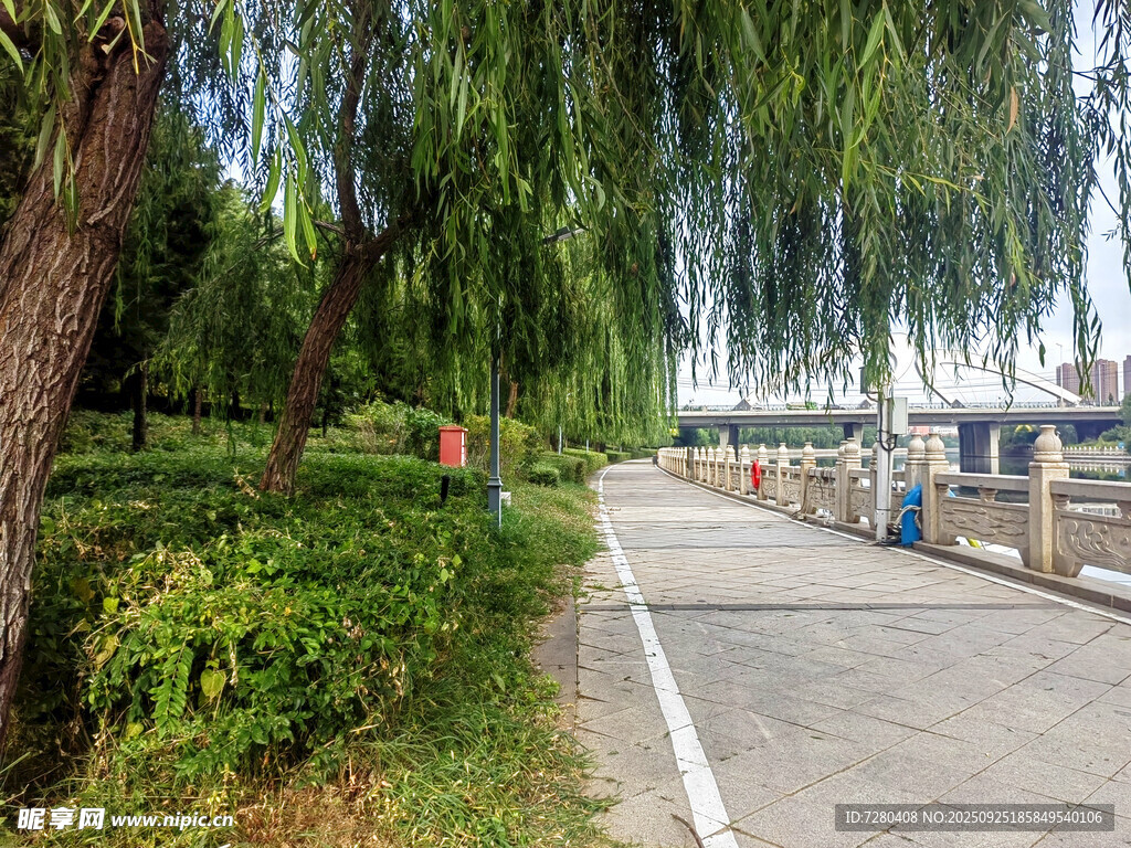 河畔垂柳下的宁静小路