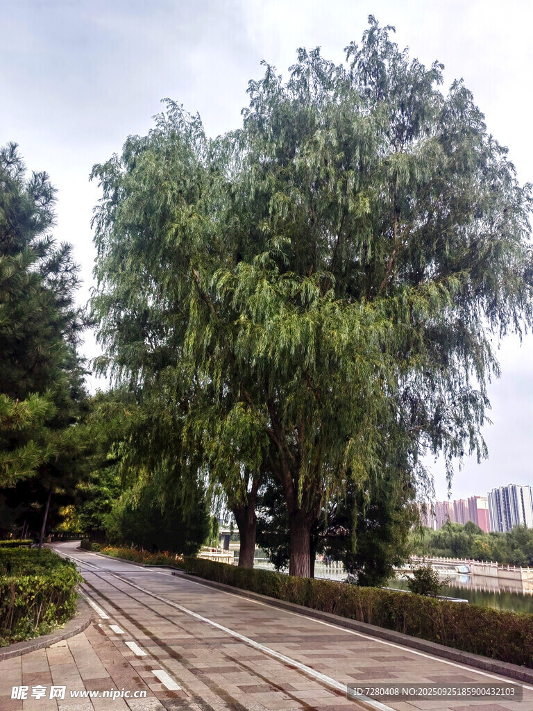 公园林荫小道绿意盎然