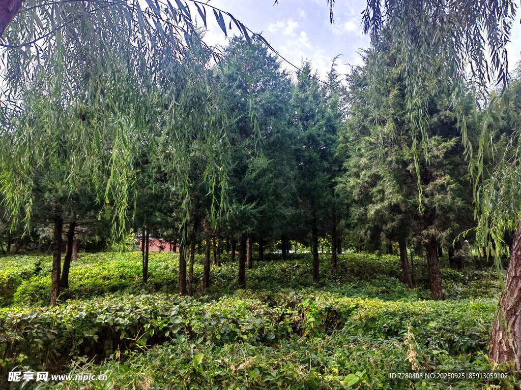 绿意盎然的森林美景
