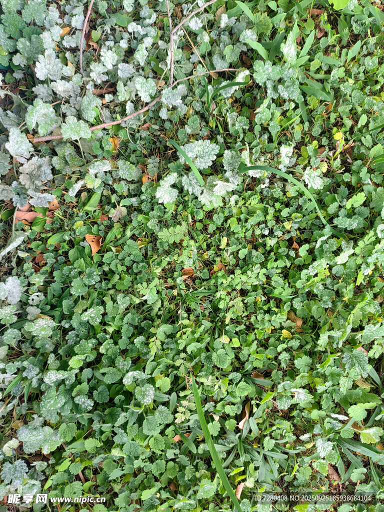 翠绿苔藓覆盖的地面景观