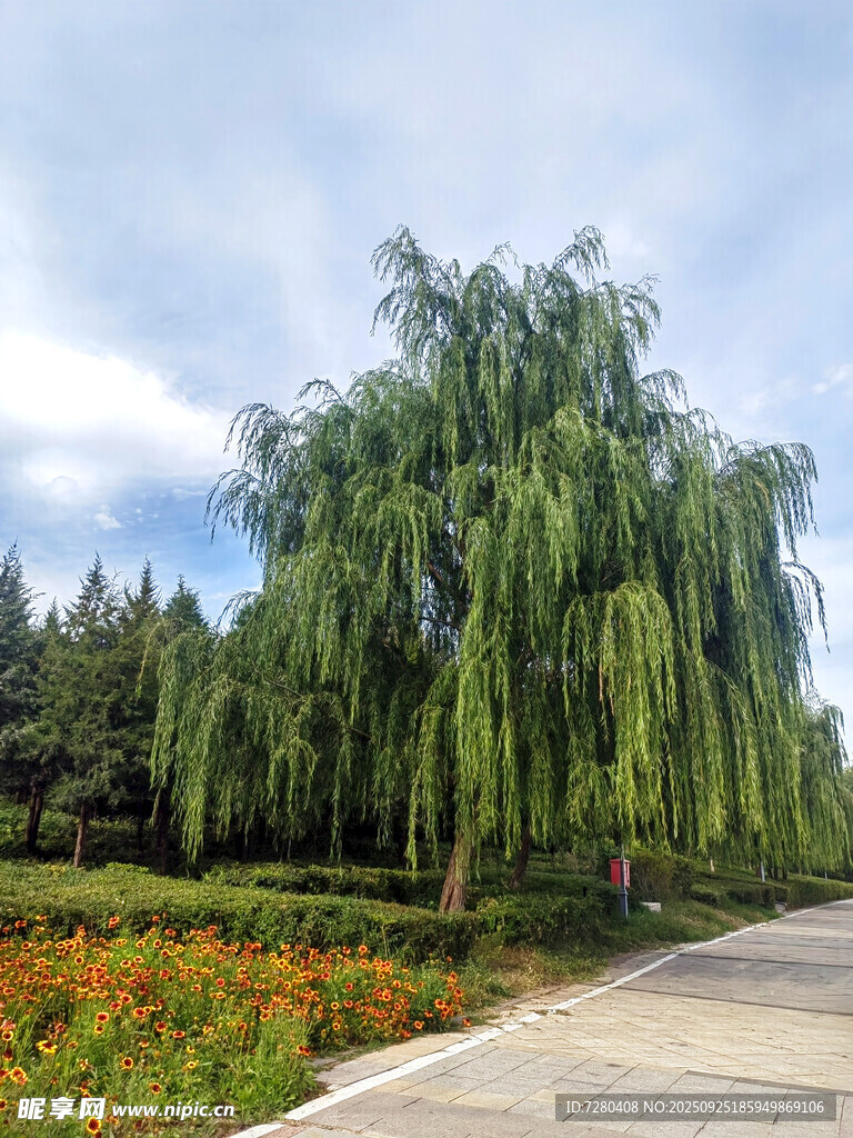 垂柳映花径景致宜人