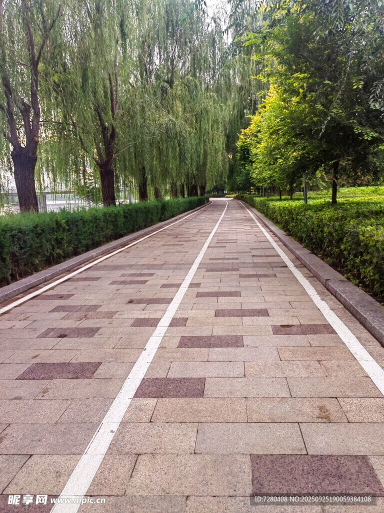 林荫下的砖石步道