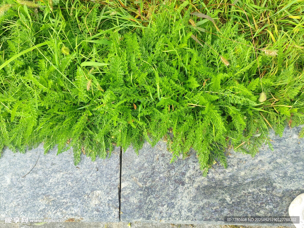 石板旁嫩绿的丛生小草