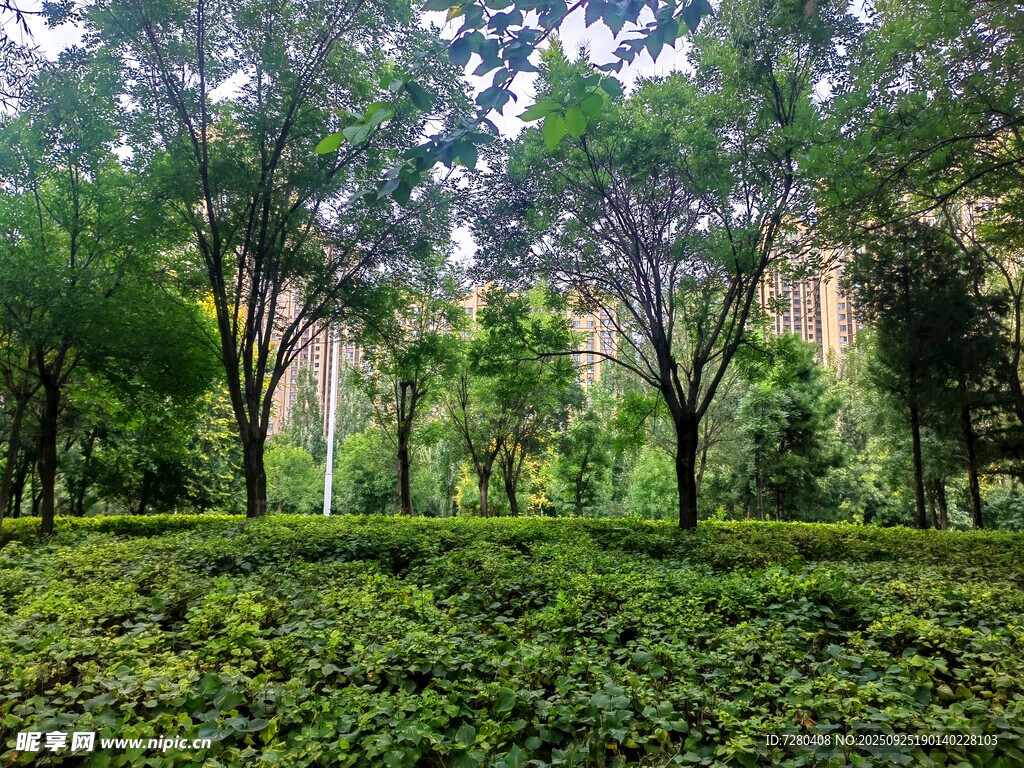 绿意盎然的树林景观