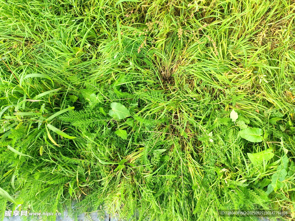 翠绿繁茂的草地植物景观