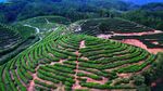 茶山