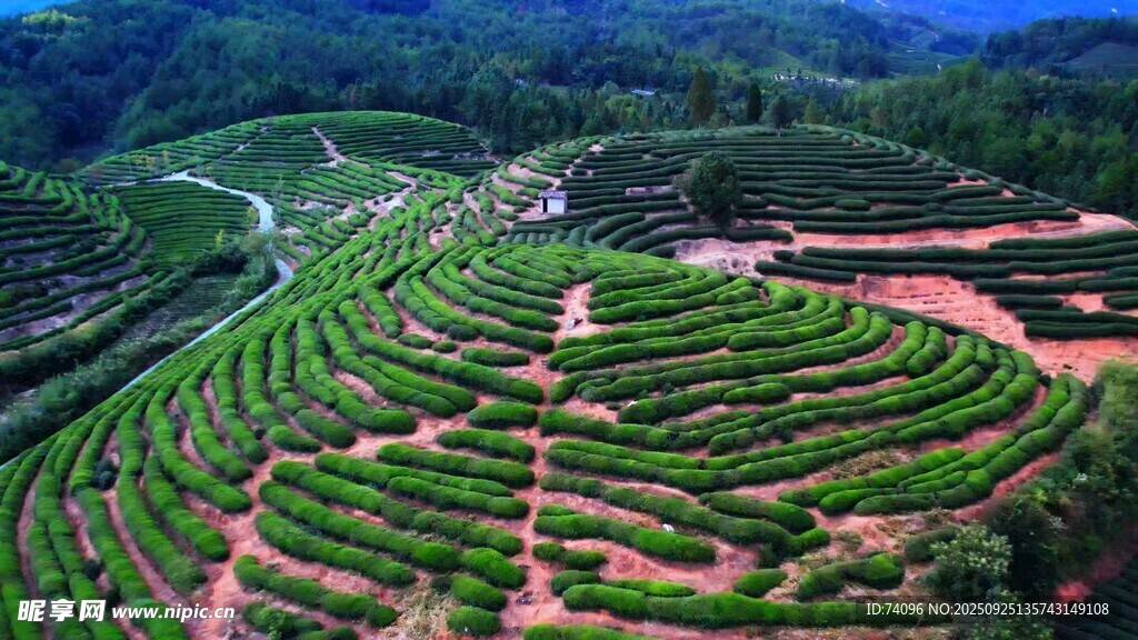 茶山