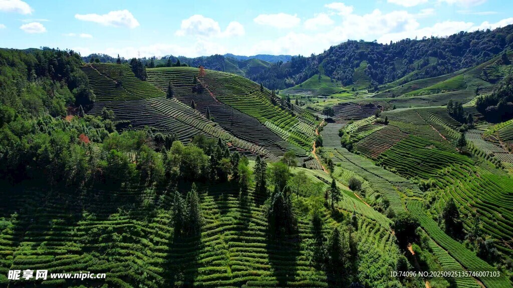 茶山