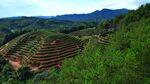 茶山