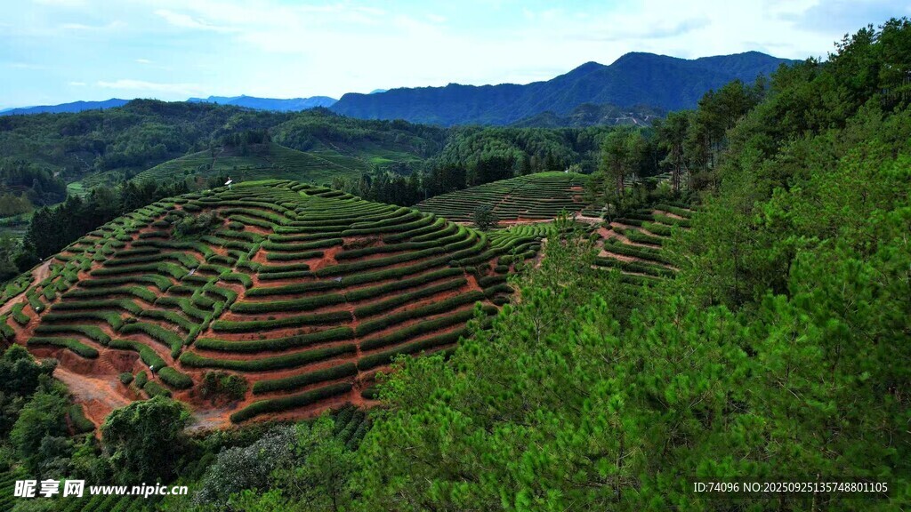 茶山