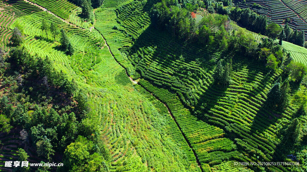 茶山
