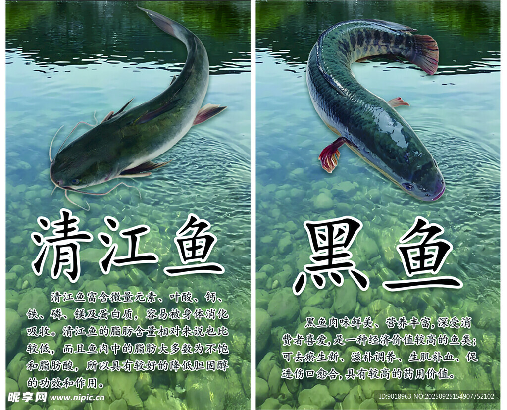 清江鱼展示于清澈水域
