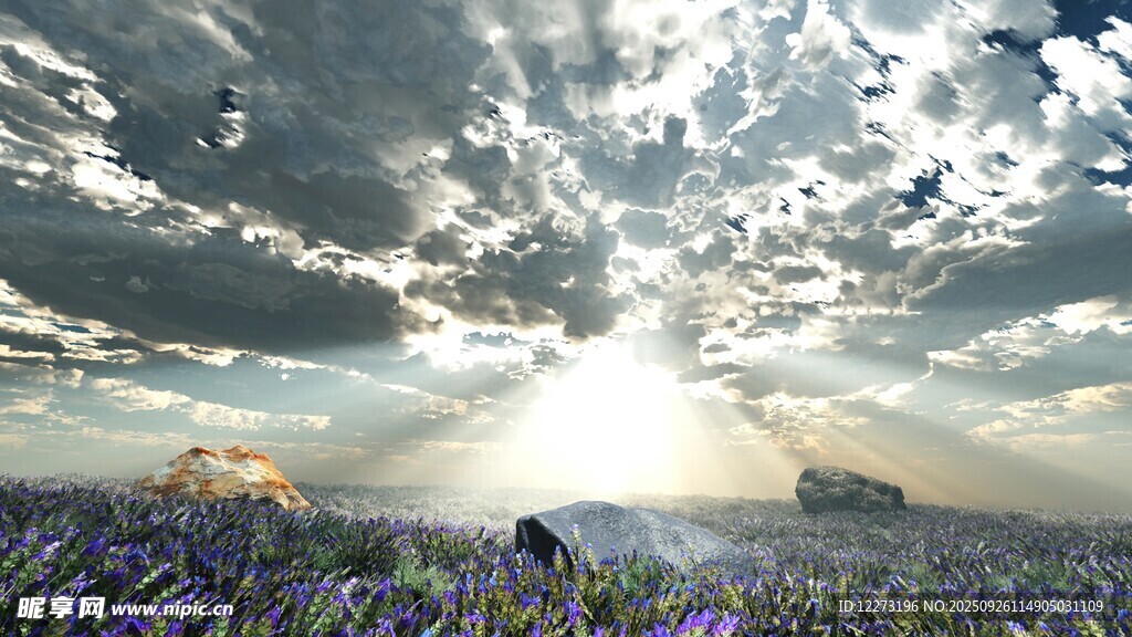 花海中逆光的梦幻风景