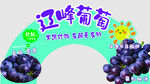 辽峰葡萄 美味新鲜呈现