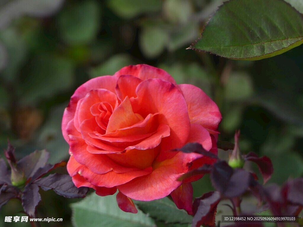 娇艳红玫瑰绽放