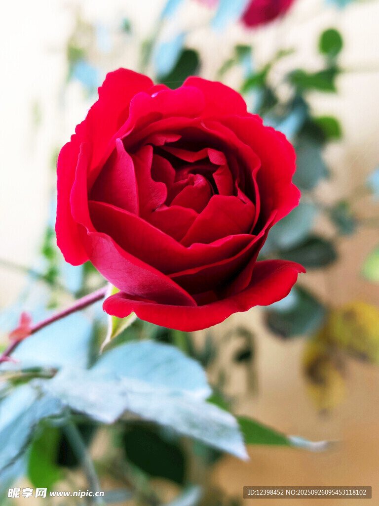 娇艳红玫瑰特写