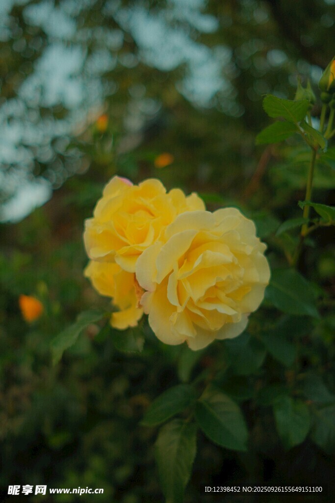 两朵绽放的黄色月季花