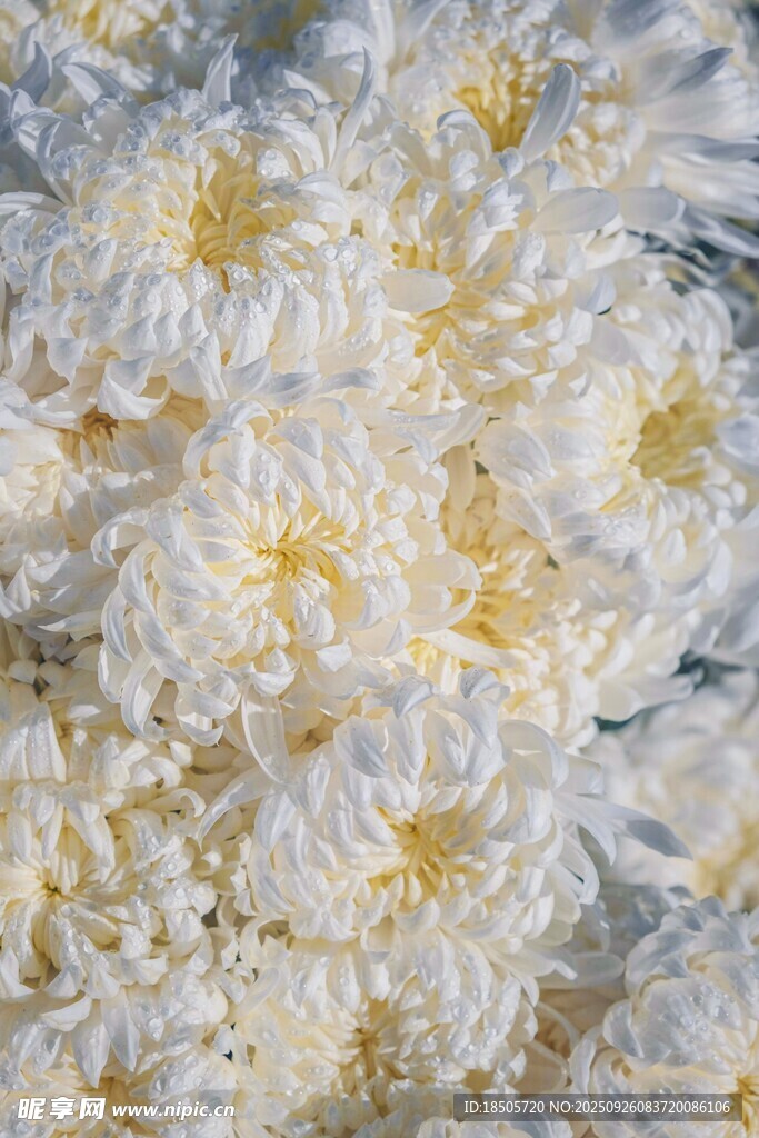 白色菊花特写
