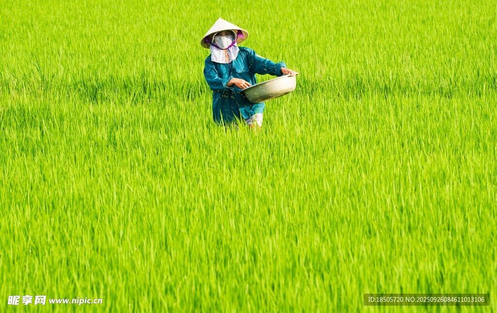 稻田中的劳动者