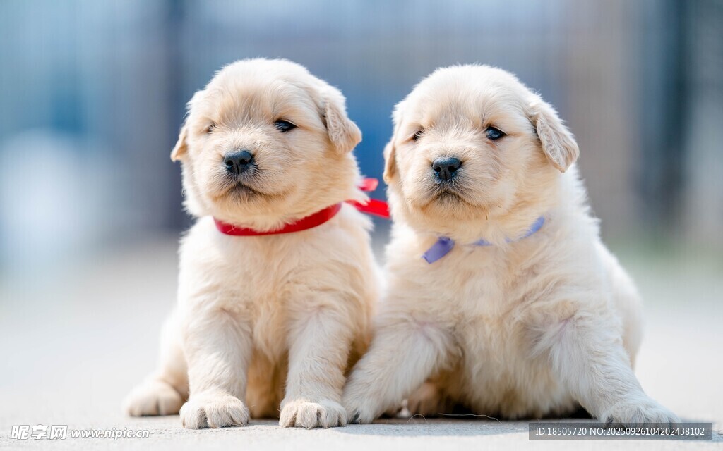 两只可爱小金毛犬