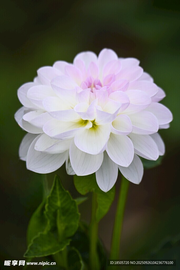 白色大丽花特写