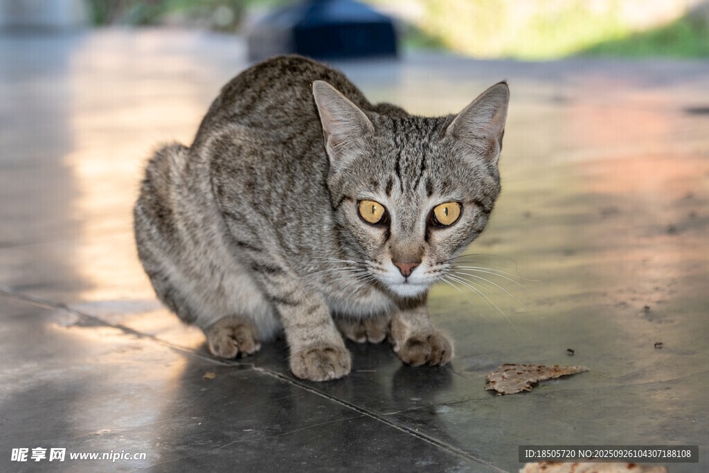 蹲坐的虎斑猫
