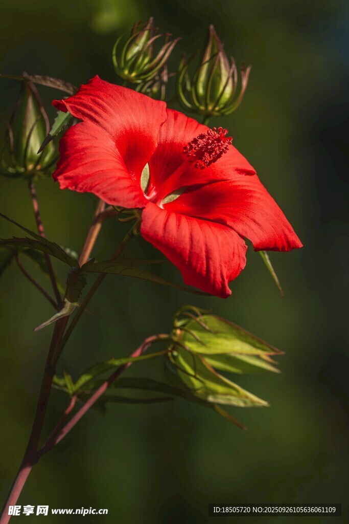 娇艳朱槿花
