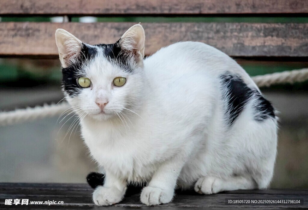 黑白花猫坐于木台
