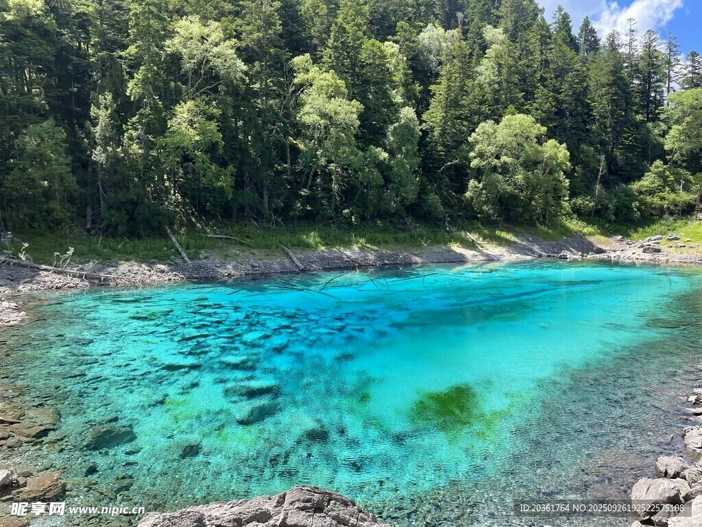 清澈蓝湖旁的森林美景